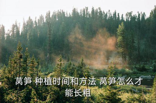  萵筍 種植時間和方法 萵筍怎么才能長粗