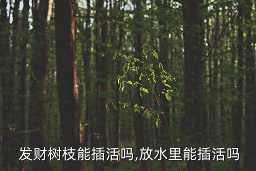 發財樹可以水養嗎,水培發財樹要定期換水避免土壤細菌滋生