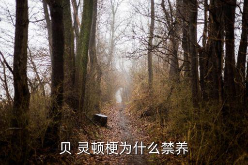 貝靈頓梗犬,英國血統性格貝靈頓梗大膽、強壯、敏捷