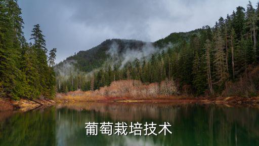 葡萄樹栽培技術，種葡萄有哪些關鍵技術
