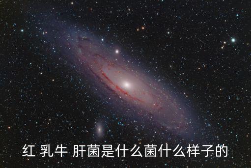 紅 乳牛 肝菌是什么菌什么樣子的