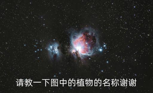 請(qǐng)教一下圖中的植物的名稱謝謝