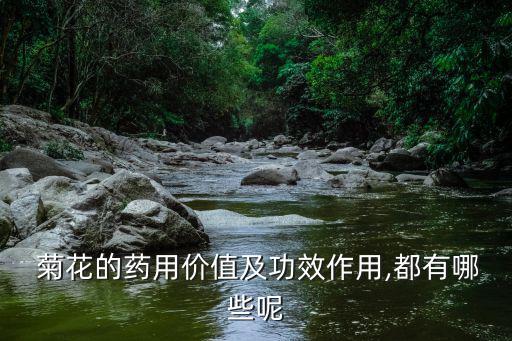  菊花的藥用價值及功效作用,都有哪些呢
