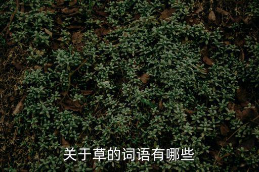關于草的詞語有哪些