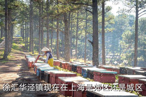 徐匯華涇鎮現在在上海是郊區還是城區