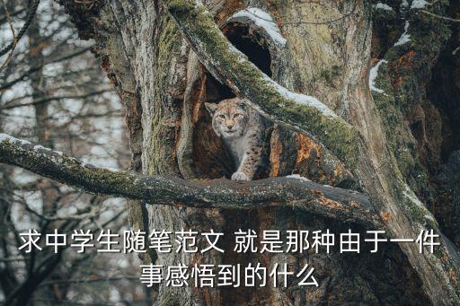 求中學生隨筆范文 就是那種由于一件事感悟到的什么
