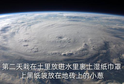 第二天栽在土里放進水里裹上濕紙巾罩上黑紙袋放在地磚上的小蔥