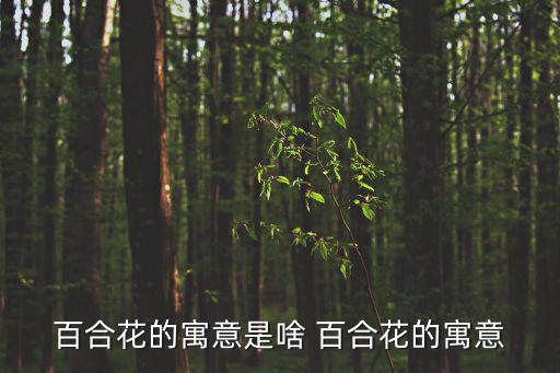 百合花的寓意是啥 百合花的寓意