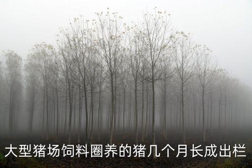 大型豬場飼料圈養(yǎng)的豬幾個月長成出欄