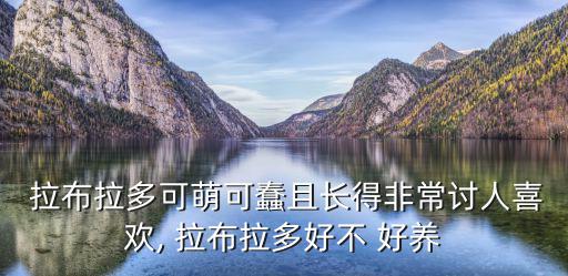  拉布拉多可萌可蠢且長(zhǎng)得非常討人喜歡, 拉布拉多好不 好養(yǎng)