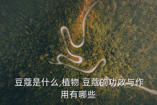  豆蔻是什么,植物 豆蔻的功效與作用有哪些