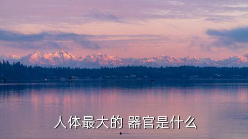 人體最大器官,全身最大的腺體和組織是甲狀腺
