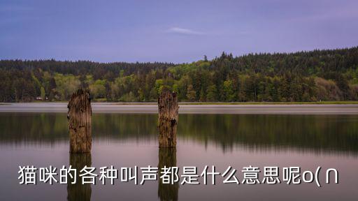 貓咪叫是什么意思