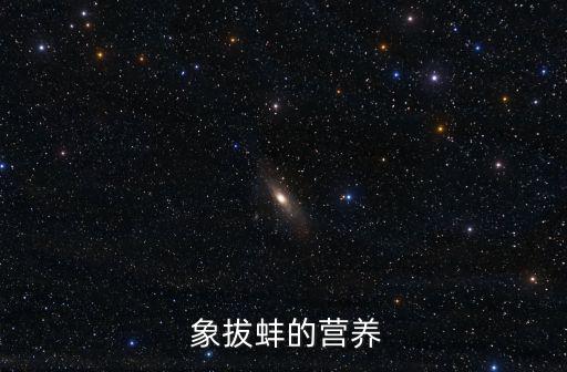 象拔蚌的功效,比拔貽貝小但營養(yǎng)豐富越來越多人喜歡吃象拔刺身