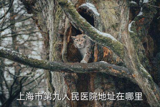 九院在上海哪個區，第九 人民 醫院在 上 海 的哪個區啊
