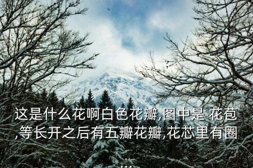 這是什么花啊白色花瓣,圖中是 花苞,等長開之后有五瓣花瓣,花芯里有圈...