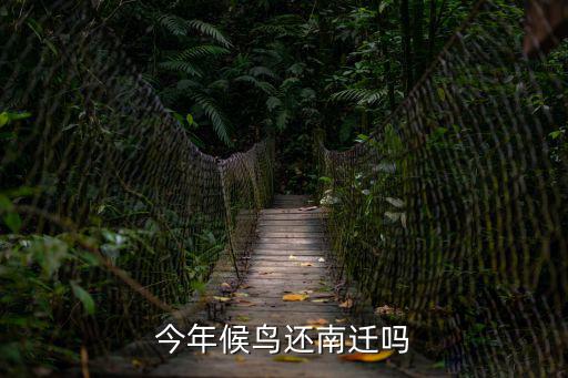 今年候鳥還南遷嗎