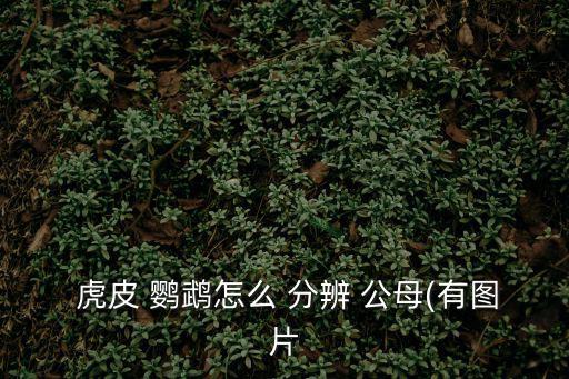 虎皮鸚鵡公母分辨圖,怎么分辨公母?看蠟膜顏色分辨性別和年齡