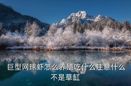 巨型淡水蝦,非洲網球蝦特化成網狀胸足可過濾浮游生物