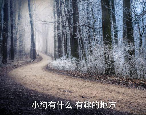  小狗有什么 有趣的地方