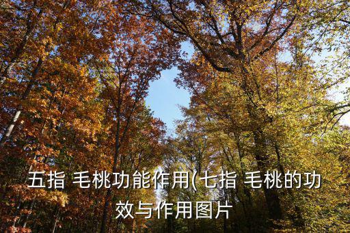 毛桃的功效與作用,五指毛桃有什么作用?