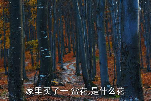 家里買了一 盆花,是什么花