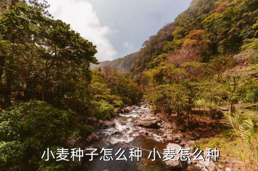 小麥種植,北方小麥怎么種?