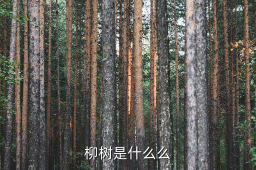 柳樹是什么么