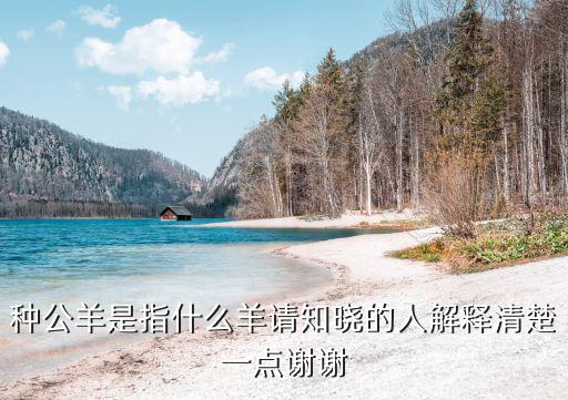種公羊是指什么羊請知曉的人解釋清楚一點謝謝