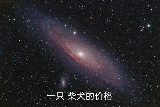 一只 柴犬的價格