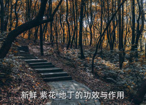 新鮮 紫花 地丁的功效與作用