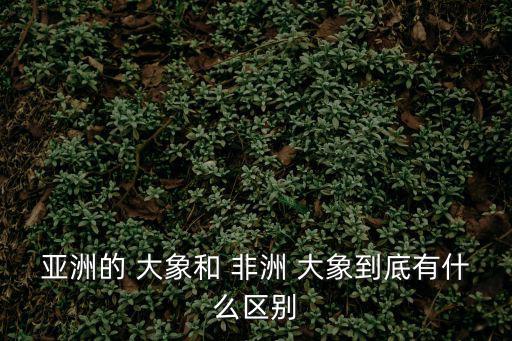 亞洲的 大象和 非洲 大象到底有什么區(qū)別
