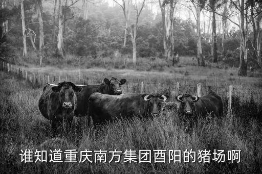 誰知道重慶南方集團酉陽的豬場啊