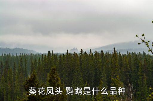  葵花鳳頭 鸚鵡是什么品種