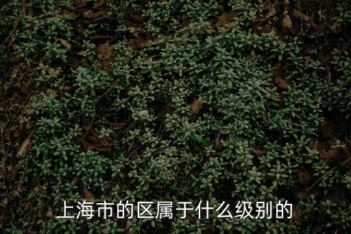 上海市的區屬于什么級別的