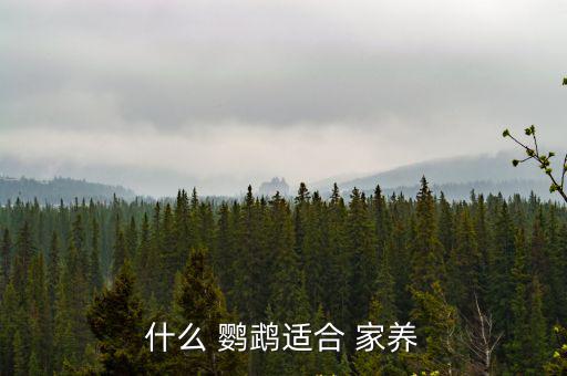 家養(yǎng)鸚鵡,家里可以養(yǎng)鸚鵡嗎?答案揭曉!