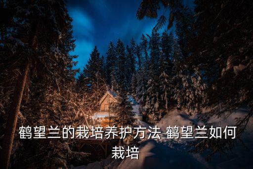 鶴望蘭怎么養,養殖鶴望蘭須注意什么?