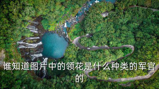 誰知道圖片中的領花是什么種類的軍官的