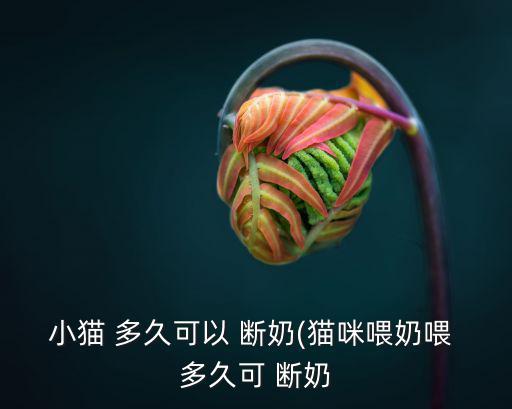 小貓 多久可以 斷奶(貓咪喂奶喂 多久可 斷奶