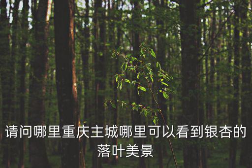 請問哪里重慶主城哪里可以看到銀杏的落葉美景