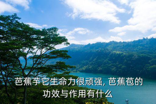  芭蕉芋它生命力很頑強, 芭蕉苞的功效與作用有什么