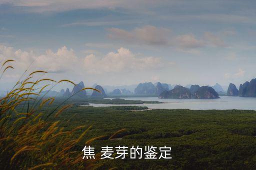 焦 麥芽的鑒定