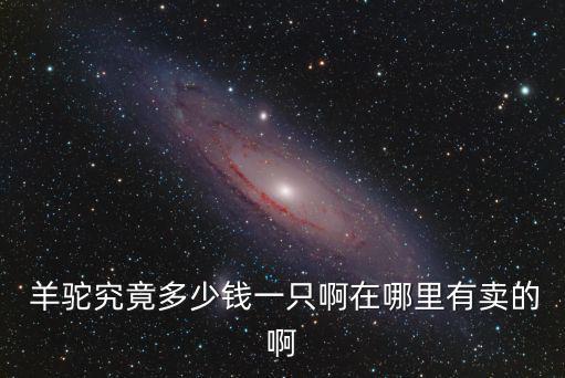 羊駝多少錢,買羊駝要多少錢?市面上羊駝均價3萬左右