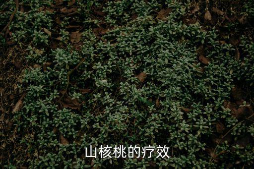山核桃的功效與作用，山核桃的療效