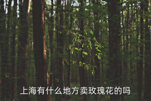 上海有什么地方賣玫瑰花的嗎