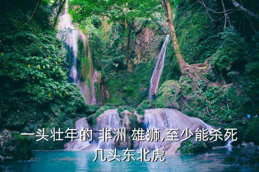 一頭壯年的 非洲 雄獅,至少能殺死幾頭東北虎