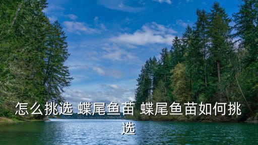 怎么挑選 蝶尾魚苗 蝶尾魚苗如何挑選
