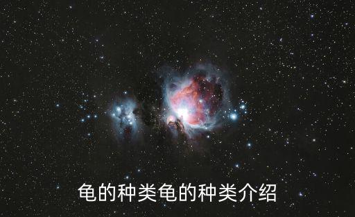 龜的種類龜的種類介紹