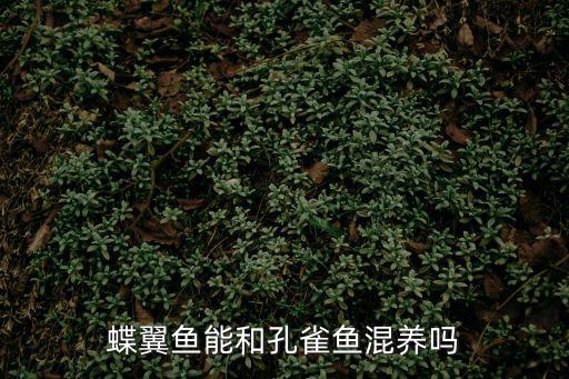 蝶尾魚,選擇蝴蝶尾的時候注意這四點!