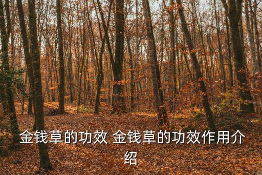 金錢草的功效與作用,金錢草泡水喝可解渴可治療結(jié)石病
